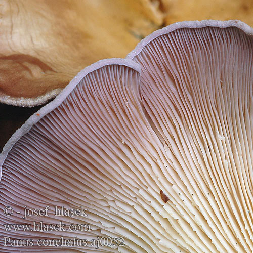 Panus conchatus Broskmussling Lentinus Školjkasta strnjenka