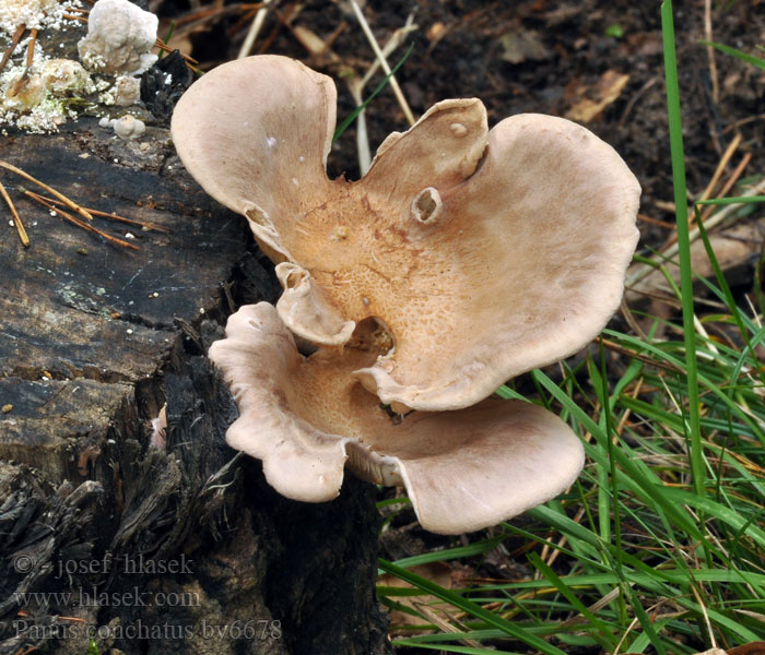 Panus conchatus Panus éventail conque