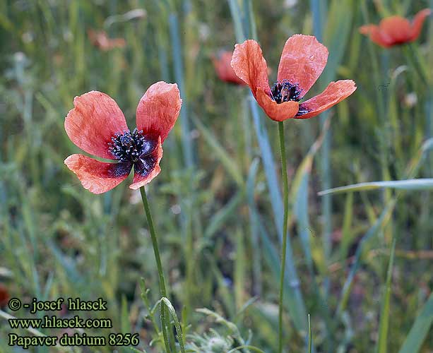 Papaver dubium