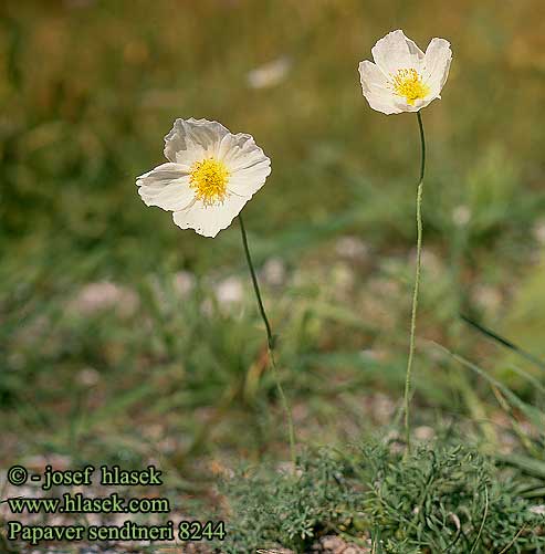 Papaver sendtneri