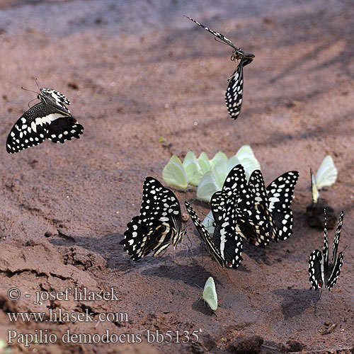 Papilio demodocus Citrus swallowtail Zitrus-Schwalbenschwanz Парусник демодок 