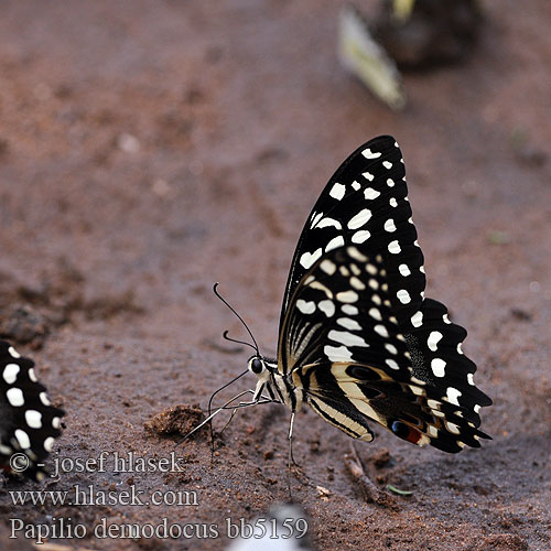 Citrus swallowtail Zitrus-Schwalbenschwanz Парусник демодок Papilio demodocus