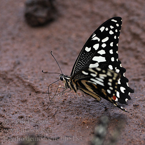 Zitrus-Schwalbenschwanz Парусник демодок Papilio demodocus Citrus swallowtail