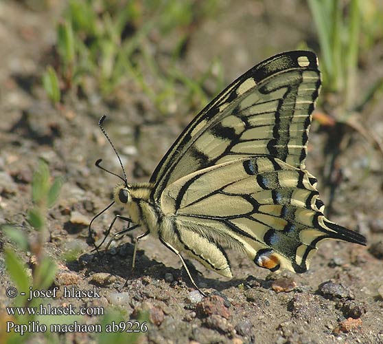 Papilio machaon キアゲハ 산호랑나비 Machaonas Махаон Swellesturtflinter