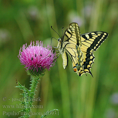 Papilio machaon 金凤蝶 Pääsusaba זנב סנונית נאה Macaone Čemuržiežu dižtauriņš