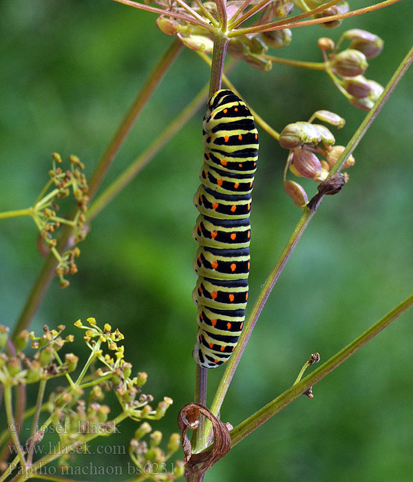 Papilio machaon Lastovičar Kırlangıç Kuyruk Kırlangıçkuyruk