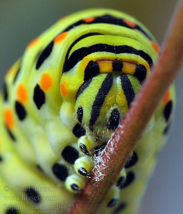 Papilio machaon Paź królowej