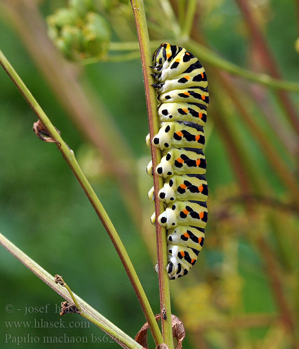 Papilio machaon Swallowtail