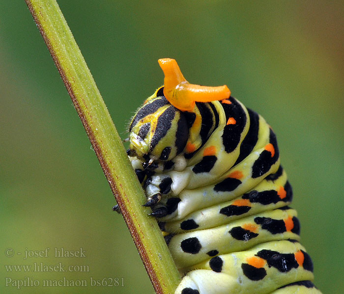 Papilio machaon Vidlochvost fenyklový