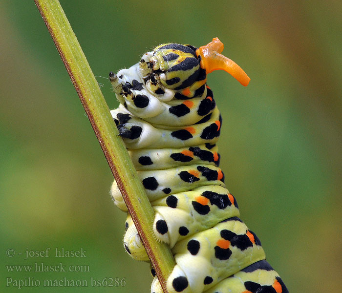 Papilio machaon Otakárek fenyklový