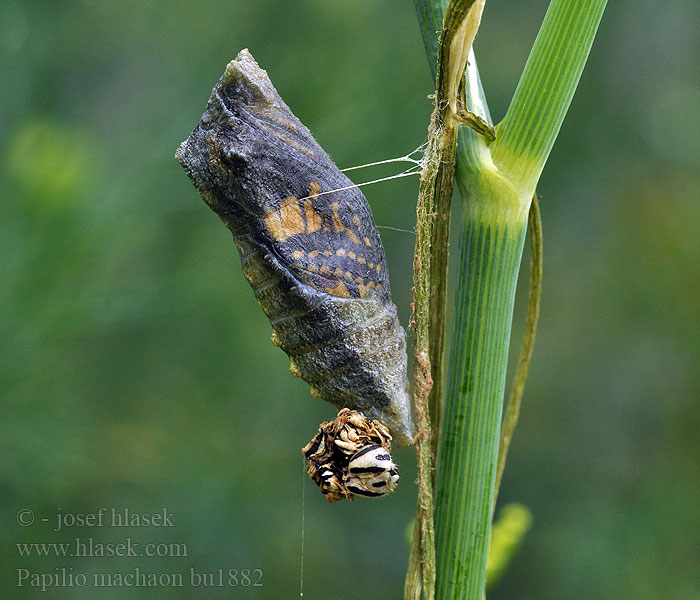 Papilio machaon Paź królowej Swallowtail Vidlochvost fenyklový