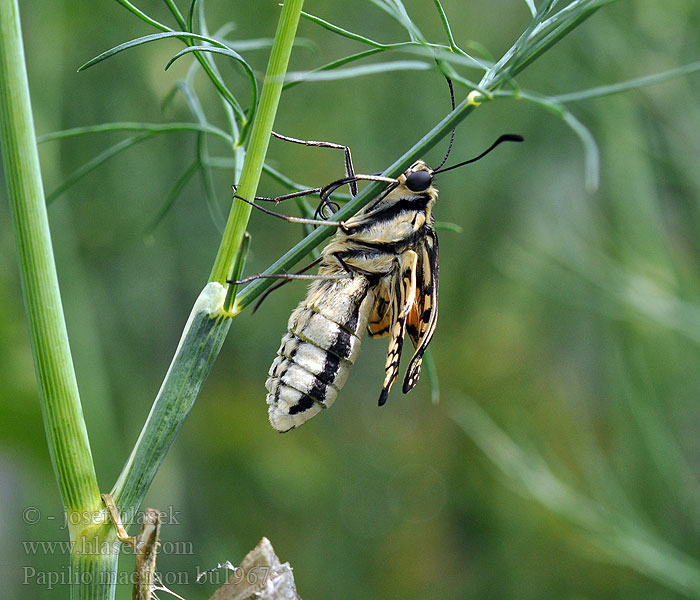 Papilio machaon Makaonfjäril Svalestjert Ritariperhonen Svalehale