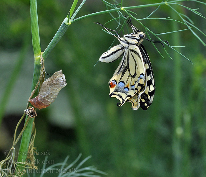 Papilio machaon キアゲハ 산호랑나비 Machaonas Махаон Swellesturtflinter