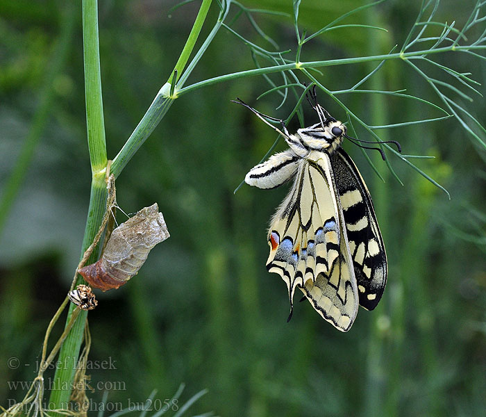 Papilio machaon Čemuržiežu dižtauriņš Fecskefarkú lepke