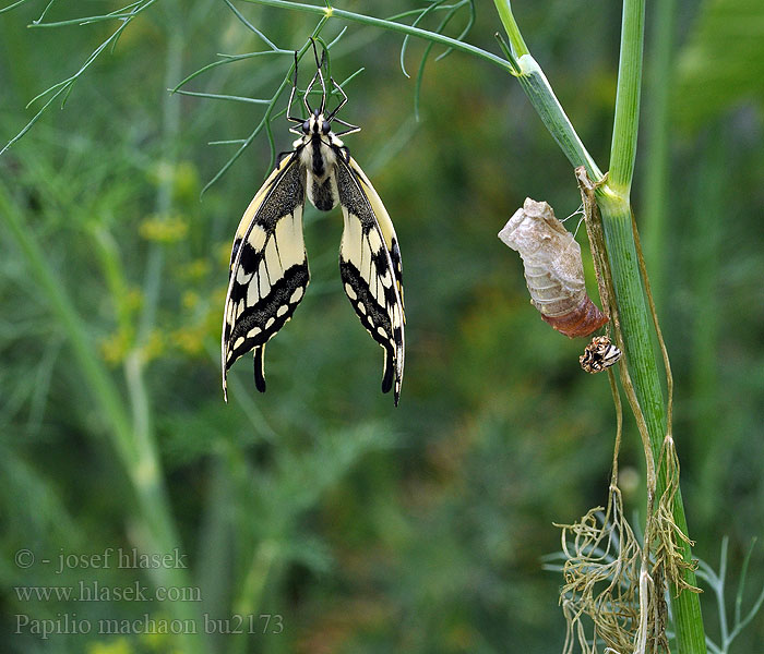 Papilio machaon Kırlangıç Kuyruk Kırlangıçkuyruk
