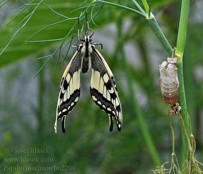 Papilio machaon Paź królowej