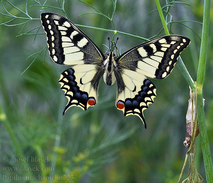 Papilio machaon Swallowtail