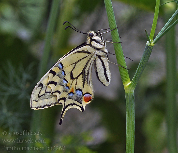 Papilio machaon Otakárek fenyklový