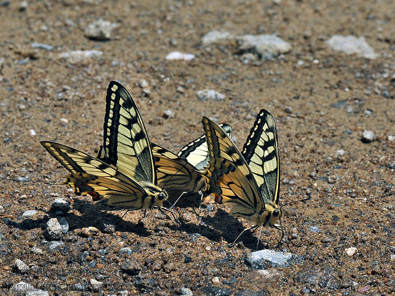 Papilio machaon