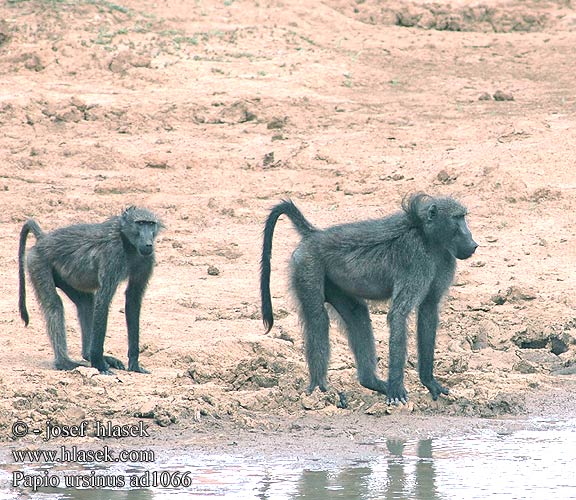 Papio ursinus Chacma Baboon Bavian Chacmabavianen