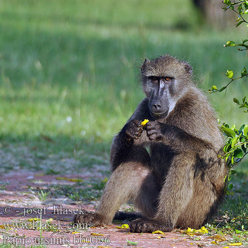 Papio ursinus Hamadryas Chacma Baboon Bavian