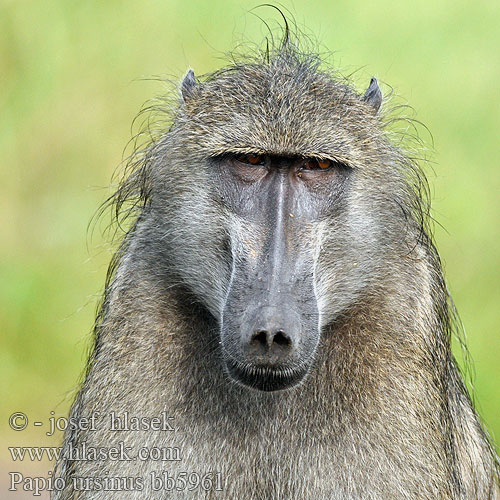 Chacma Baboon Bavian Chacmabavianen Savannebavianer