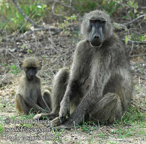 Papio ursinus Chacma Baboon Bavian Chacmabavianen