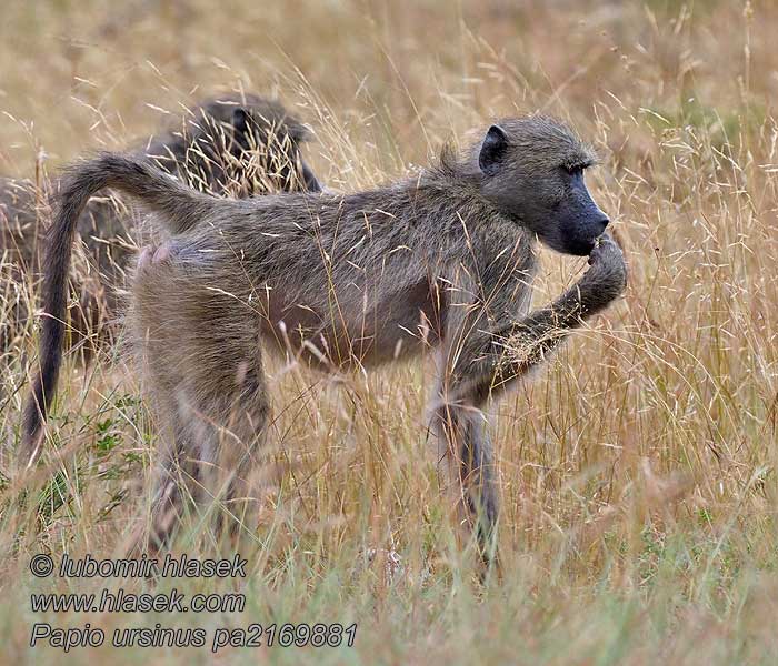 Papión negro Afrikaans Kaapse bobbejaan Papio ursinus