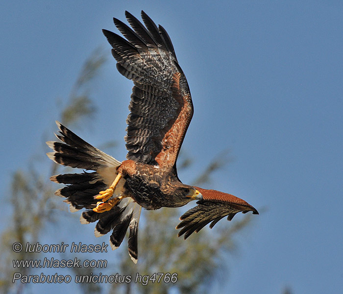 Parabuteo unicinctus Poiana Harris モモアカノスリ Woestijnbuizerd Kaktusvåk