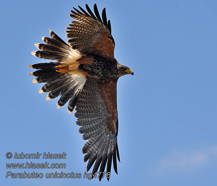 Parabuteo unicinctus Harris's Hawk Busardo Mixto Ritarihaukka Buse Harris Harris-ölyv