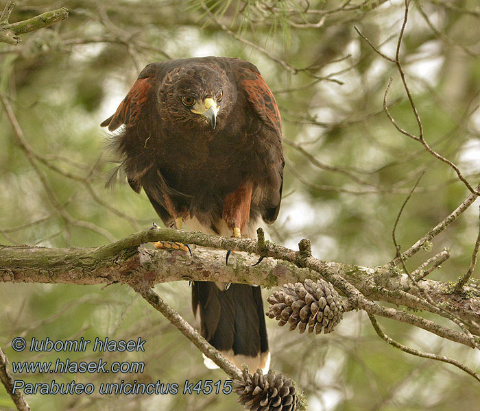 Parabuteo unicinctus 栗翅鹰 Káně Harrisova Wüstenbussard Brunskuldret Våge