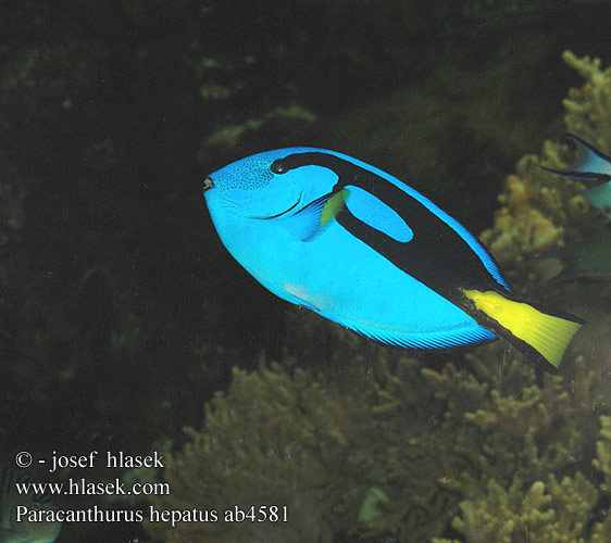 Paracanthurus hepatus ab4581