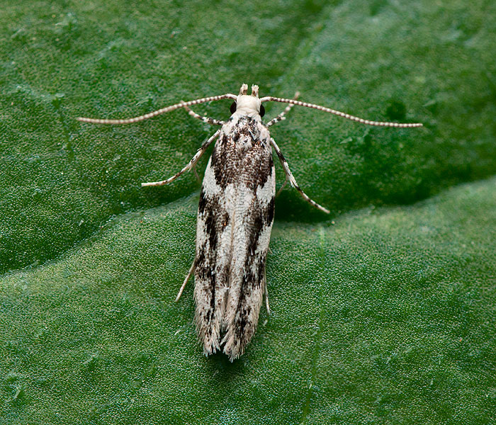 Parachronistis albiceps