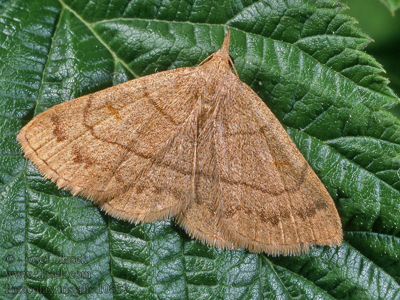 Paracolax tristalis Clay Fan-foot Trübgelbe Zünslereule