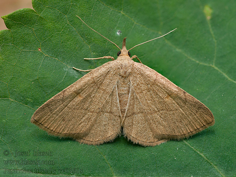 Paracolax tristalis