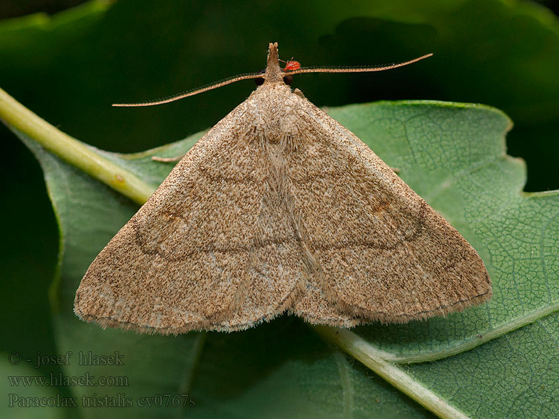 Paracolax tristalis