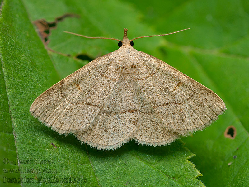 Paracolax tristalis