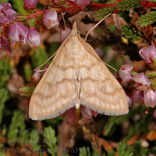 Paracorsia repandalis Vijačka útesovcová