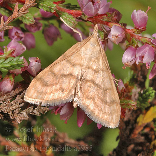 Paracorsia repandalis Vijačka útesovcová