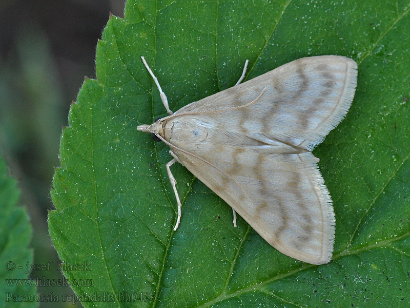 Paracorsia repandalis