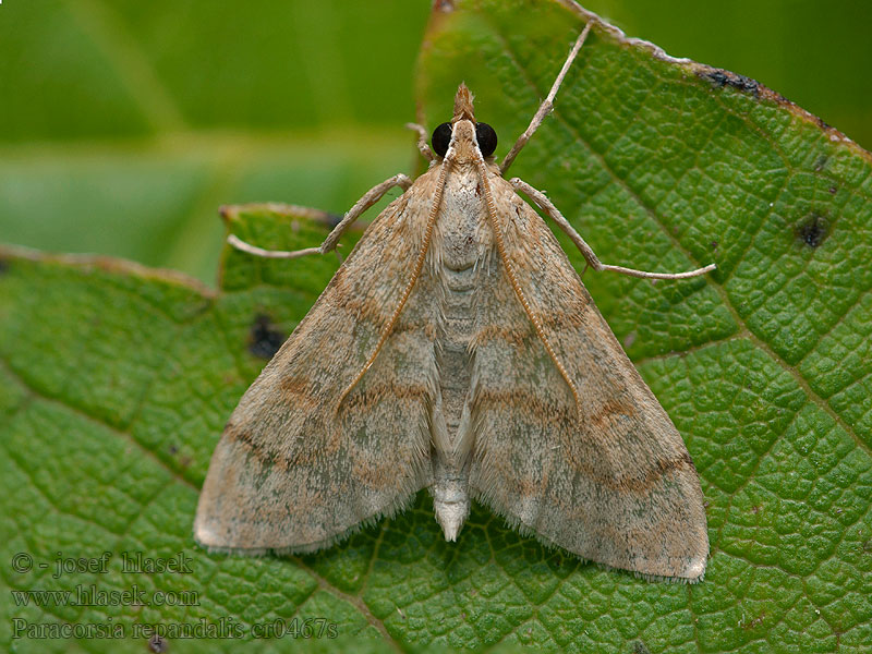 Paracorsia repandalis