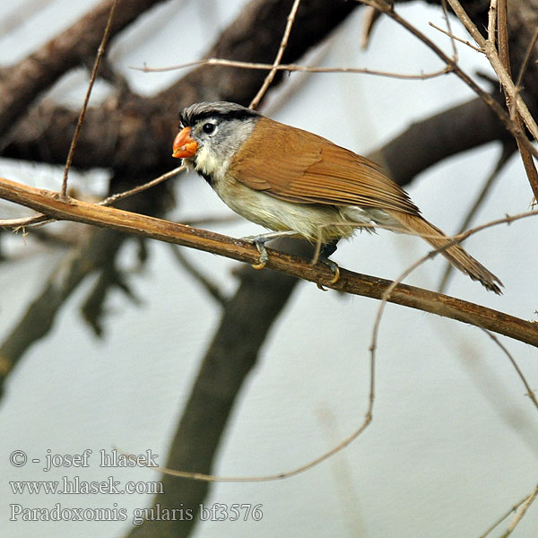 Paradoxornis gularis Grey-headed Parrotbill 灰头鸦雀  灰頭鴉雀 Sýkořice šedohlavá นกปากนกแก้วหัวเทา Graukopf-Papageischnabel Picoloro Cabeza Gris Paradoxornis tête grise Gråhovedet Papegøjenæb Becco cono testagrigia ハイガシラダルマエナガ Grijskop-diksnavelmees Gråhettebuttnebb Ogoniatka czarnobroda Sutora sivohlavá Gråhuvad papegojnäbb
