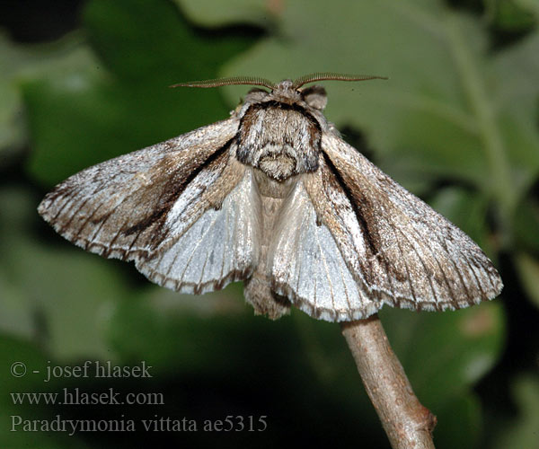 Paradrymonia vittata Drymonia