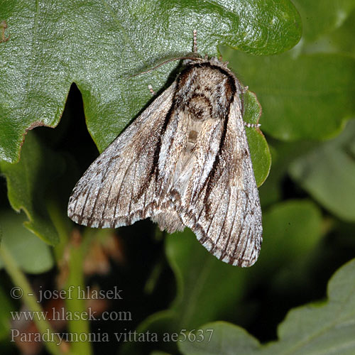 Paradrymonia vittata Drymonia