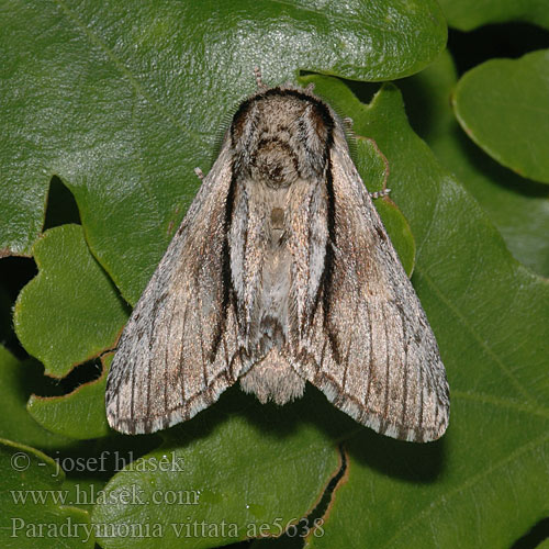 Drymonia vittata Paradrymonia