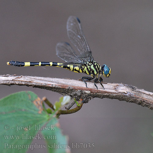 Paragomphus sabicus Clubbed Hooktail