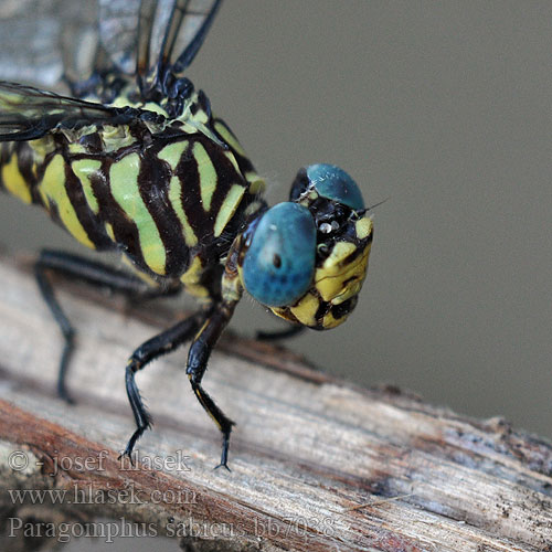 Clubbed Hooktail Paragomphus sabicus