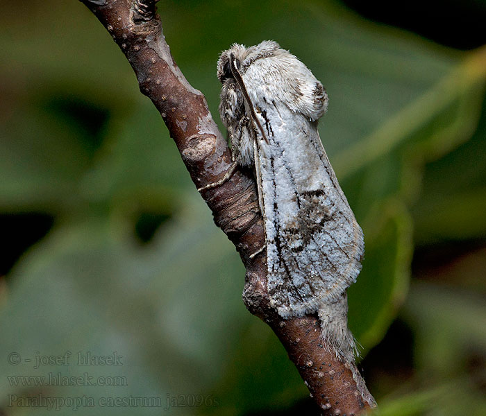 Parahypopta caestrum