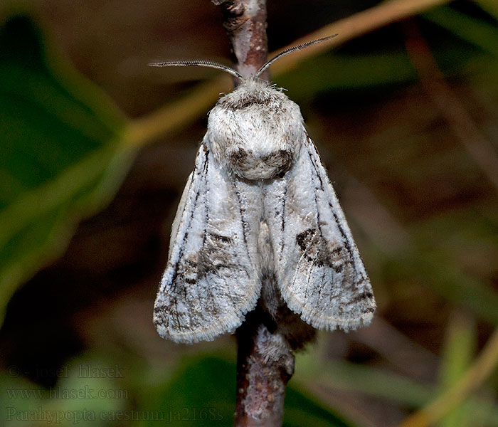 Parahypopta caestrum