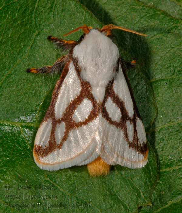 Parapluda invitabilis